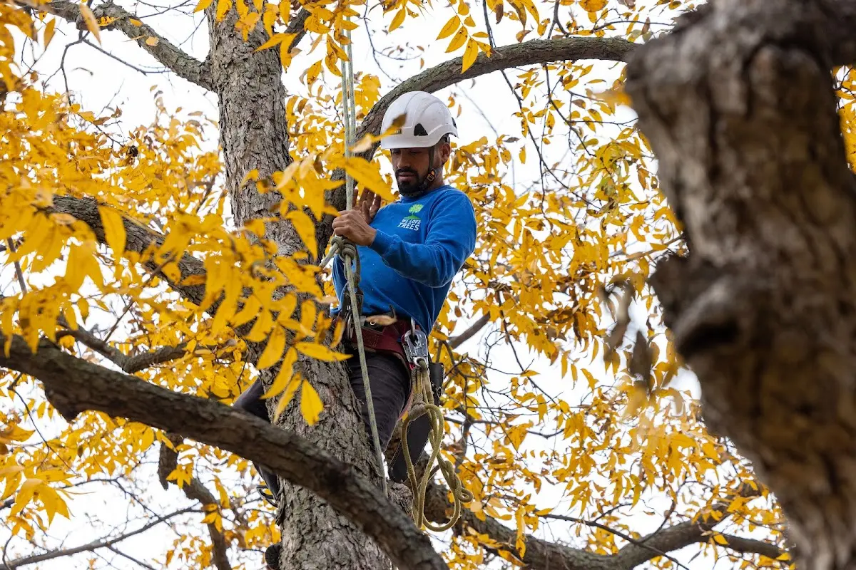 Skilled Tree Trimming crew working in Peetz